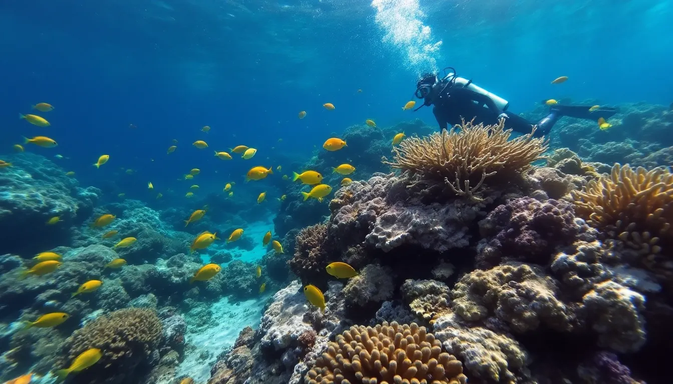 Scène sous marine des Caraïbes compressed Scène sous marine des Caraïbes compressed